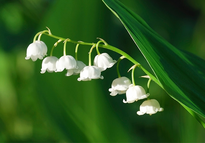 گروه بویایی گلی (Floral)