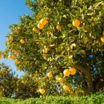 چوب درخت پرتقال
