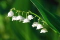 گروه بویایی گلی (Floral)