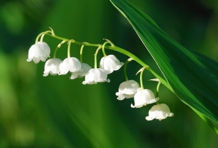 گروه بویایی گلی (Floral) گروه بویایی گلی (Floral)